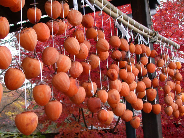 hosigaki20081118.JPG 716��537 113K