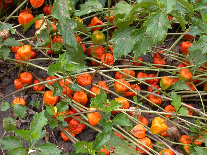 houzuki20080801.JPG 716��537 132K