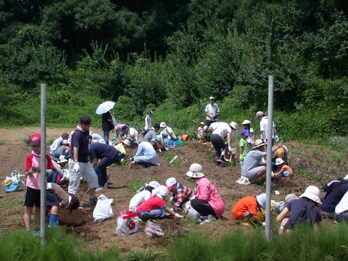 jyagaimohori20080705.JPG 716��537 125K