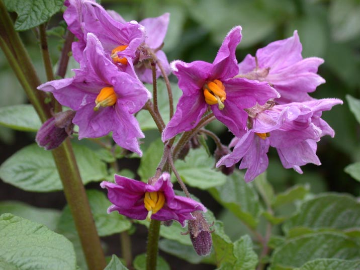 jyagaimonohana20080514.JPG 716��537 63K