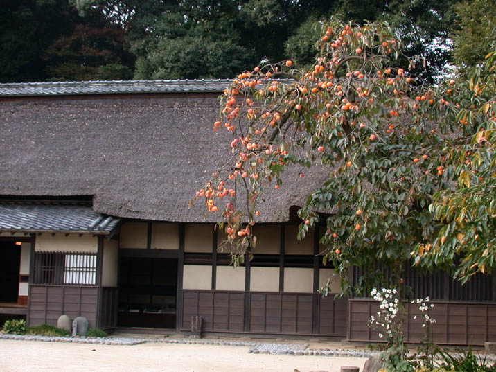 kaki20081021.JPG 716��537 113K