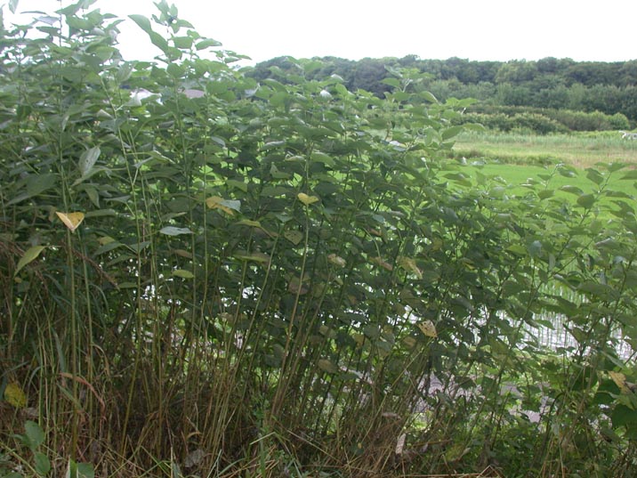 karamusi.JPG 716��537 108K