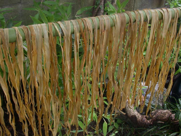 karamusi20080623.JPG 716��537 98K