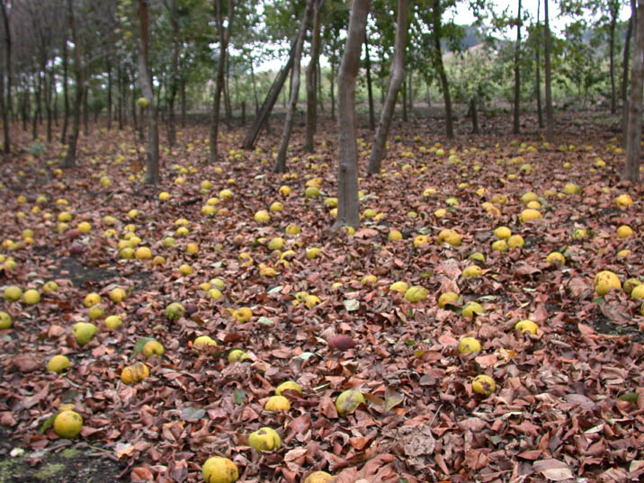 karin20081020.JPG 716��537 129K