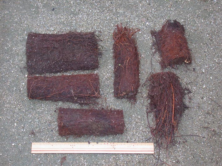 kinonetuko20080925.JPG 716��537 129K