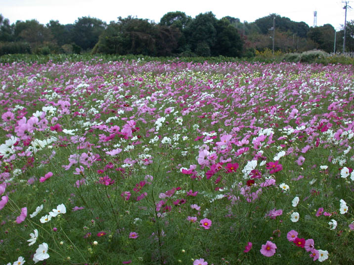 kosumosu20081018.JPG 716��537 124K