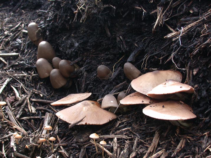 kurofukurotake20080829.JPG 716��537 102K