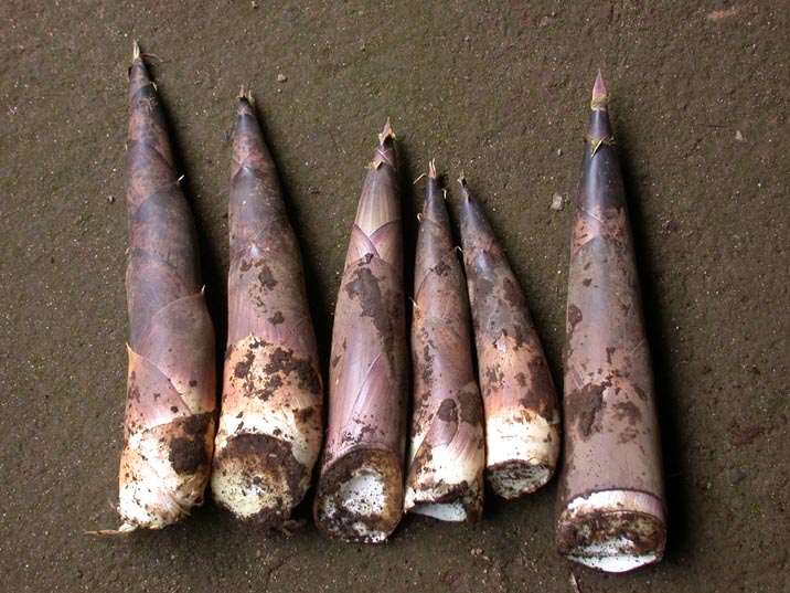 mataketakenoko20080601.JPG 716��537 95K