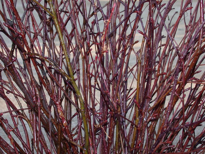 mizuki20080109.JPG 716��537 140K