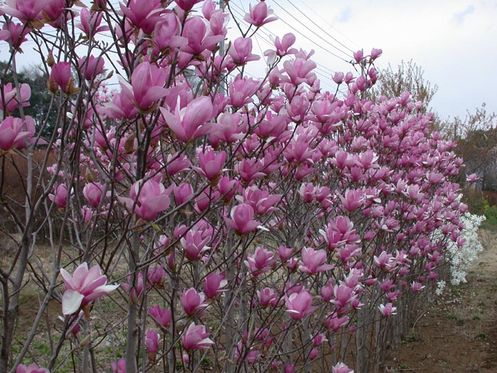 mokuren20080401.JPG 716��537 127K