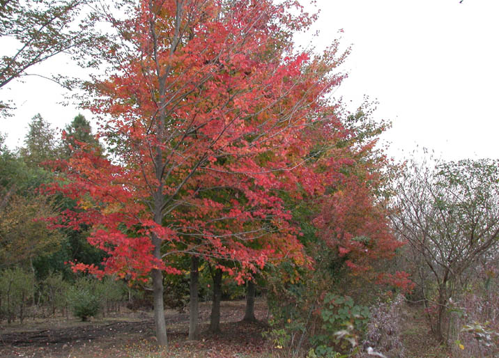 momijibafu20081105.JPG 716��514 118K