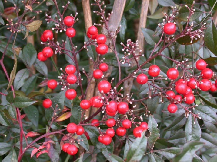 nanten20080101.JPG 716��537 96K