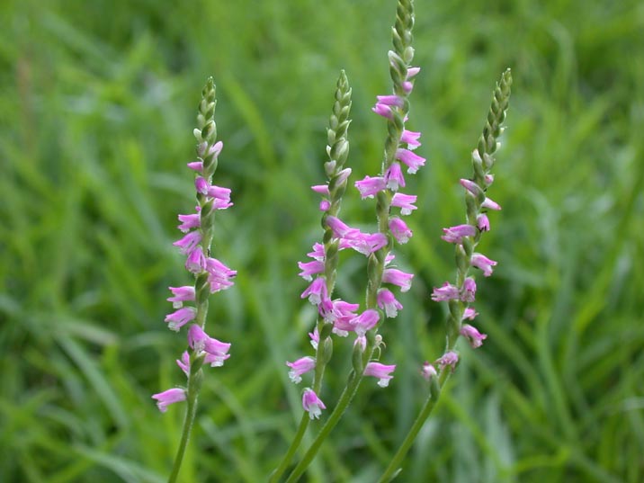 nejibana20080701.JPG 716��537 50K