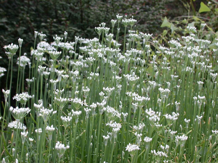 niranohana20080907.JPG 716��537 113K