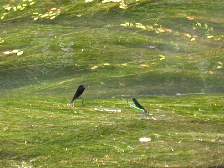 ohagurotonbo20080725.JPG 716��537 75K