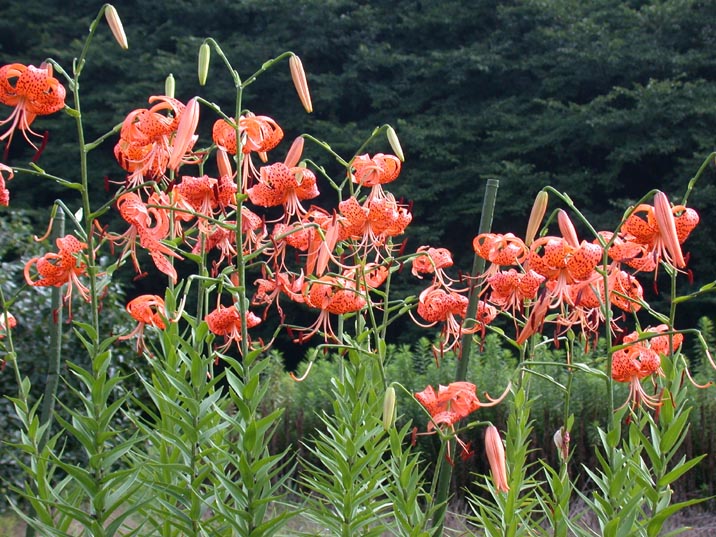 oniyuri20080725.JPG 716��537 133K