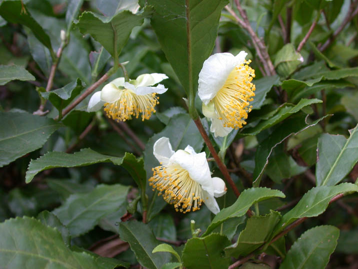 otya20081102.JPG 716��537 68K