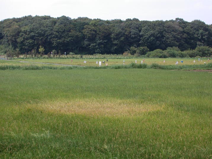 rakurai20080901.JPG 716��537 80K