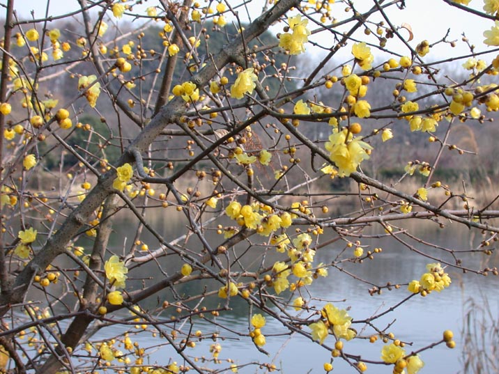 roubai20080110.JPG 716��537 124K