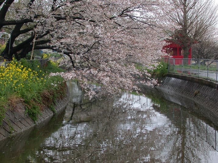 sakura20080410.JPG 716��537 136K