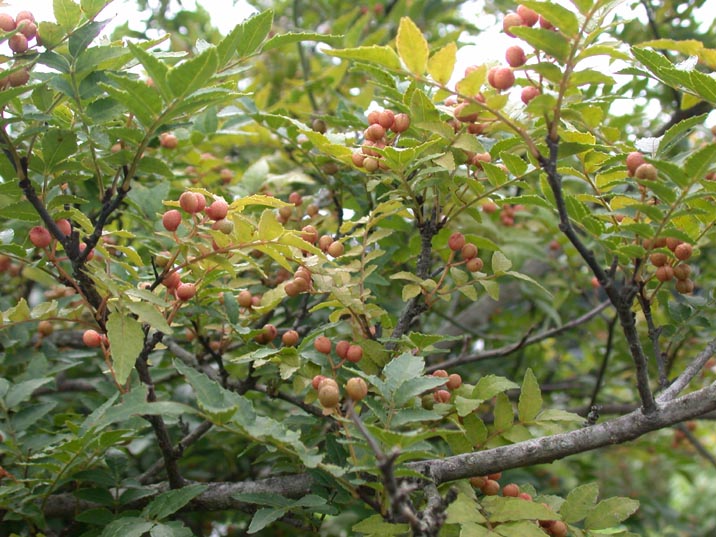 sansyou20080829.JPG 716��537 107K