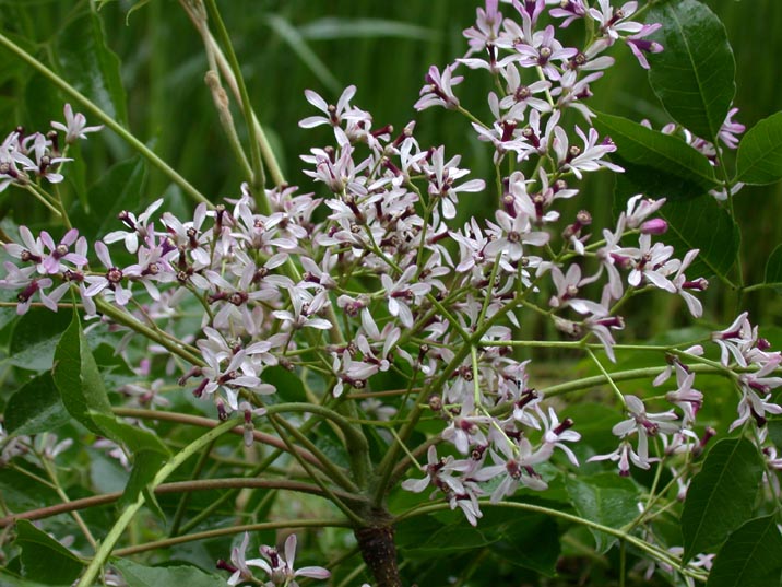 sendan200827.JPG 716��537 104K