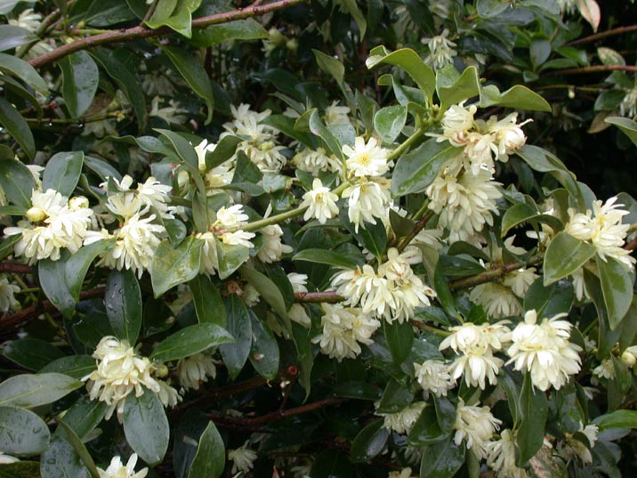 sikibi20080407.JPG 716��537 100K