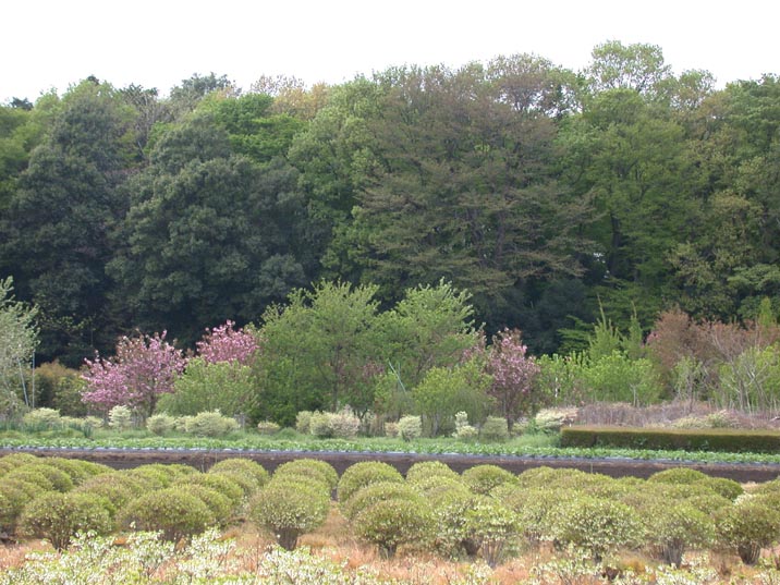 sinryoku20080425.JPG 716��537 107K