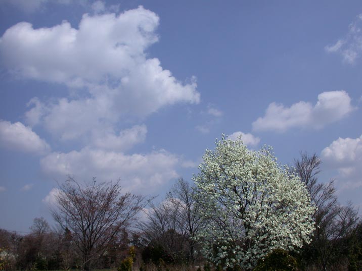 siroihana20080327.JPG 716��537 57K