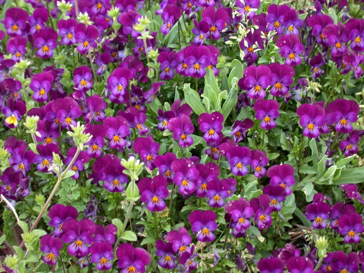 sumire20080407.JPG 716��537 129K