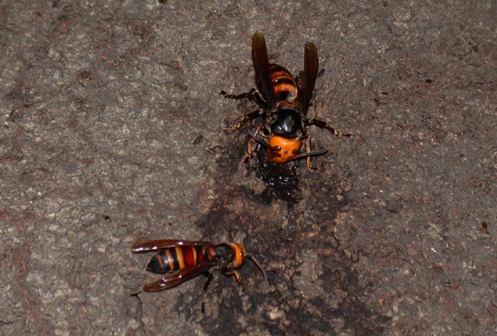 suzumebati20080614.JPG 716¡ß484 88K