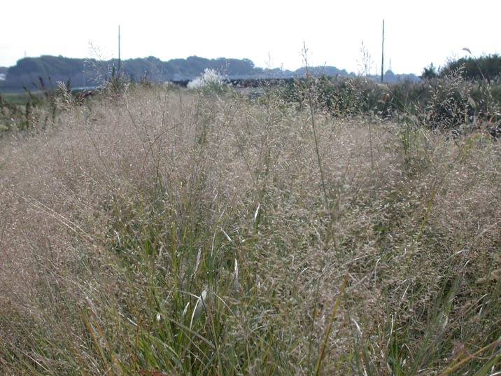 tikarasiba20081103.JPG 716��537 105K