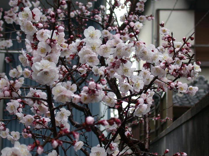 umenohana20080310.JPG 716��537 94K