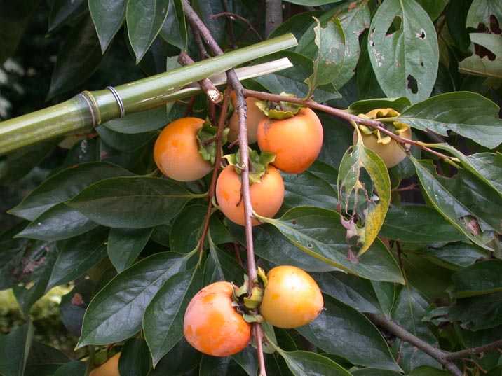 watupasami20080925.JPG 716��537 84K