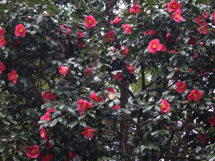 yabutubaki20080326.JPG 716��537 128K