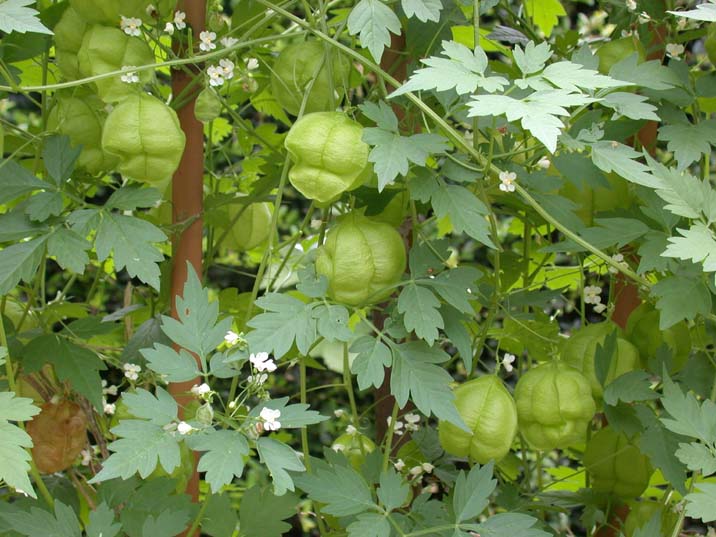 fuusenkazura090808.JPG 716��537 77K