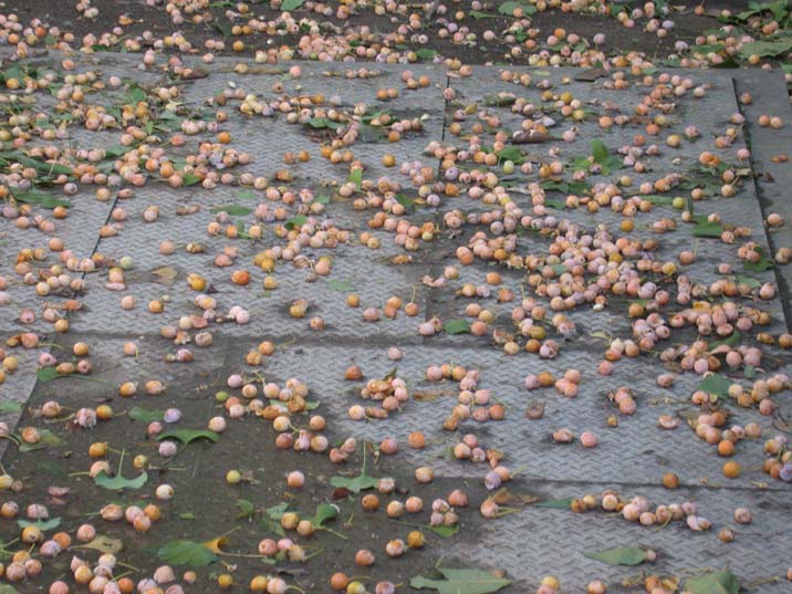 ginnan091002.JPG 716��537 92K