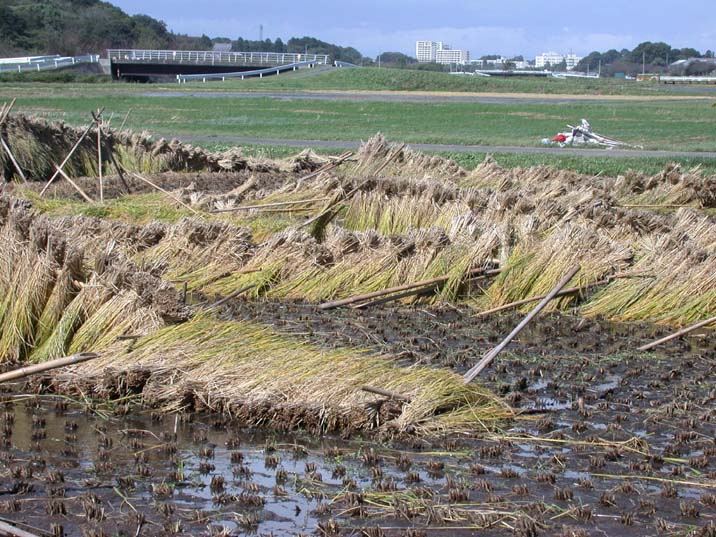 hazagake091008.JPG 716��537 121K