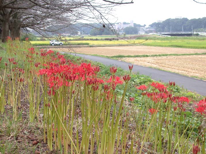 higanbana090916.JPG 716��537 101K