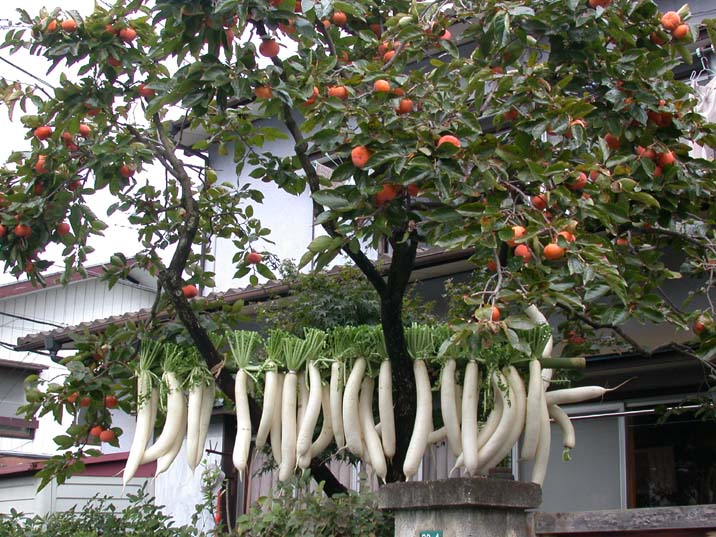 hosidaikon091101.JPG 716��537 112K