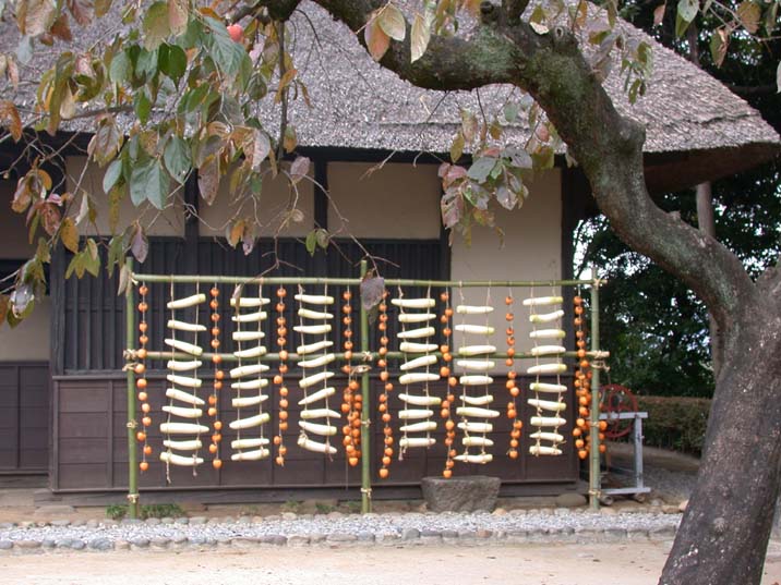 hosigaki091106.JPG 716��537 90K