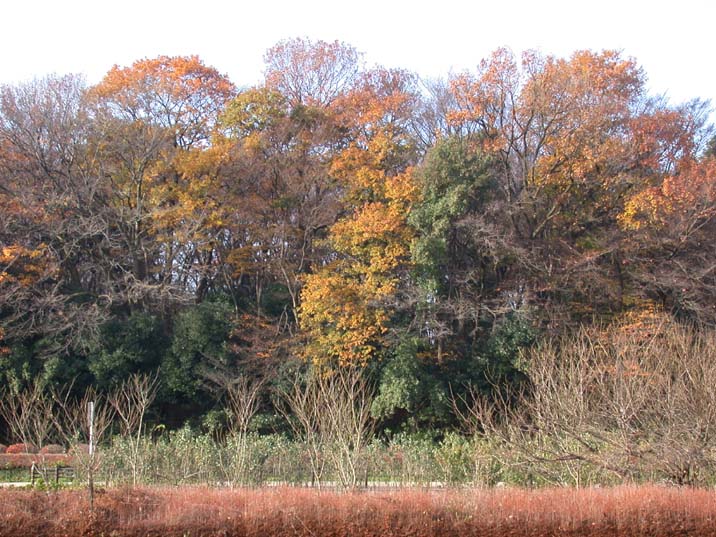 huyugesiki091208.JPG 716��537 112K