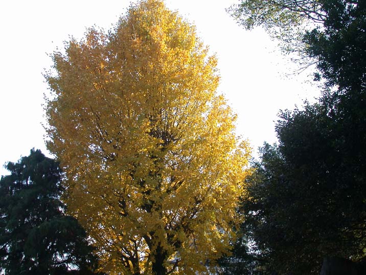 ityou091125-1.JPG 716��537 104K