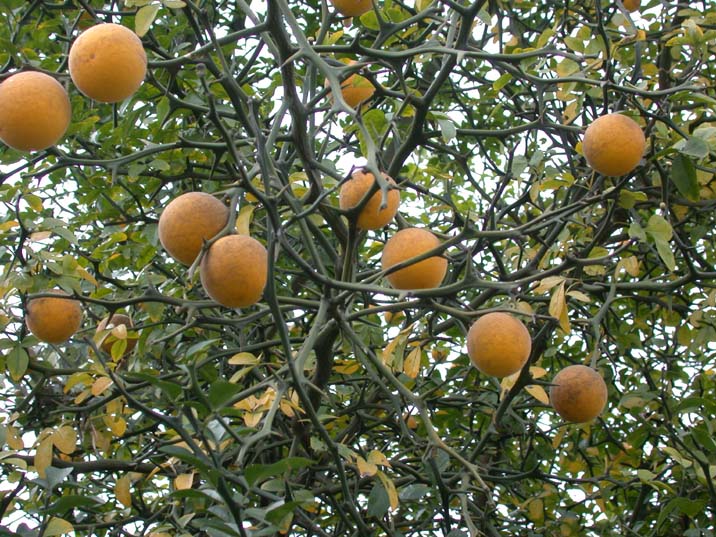 karatati090930.JPG 716��537 125K