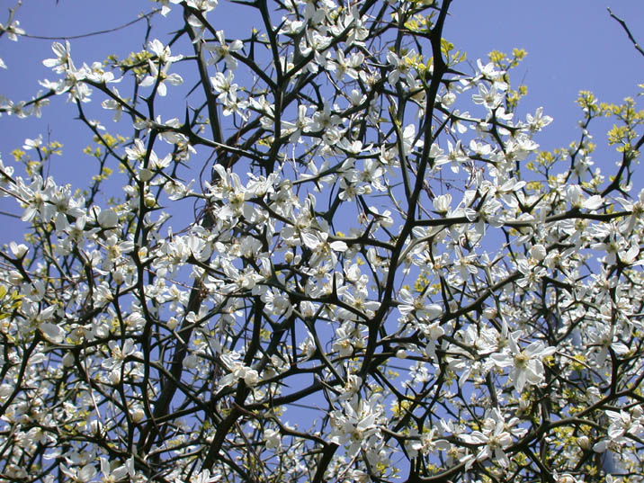 karatatinohana090411.JPG 716��537 157K