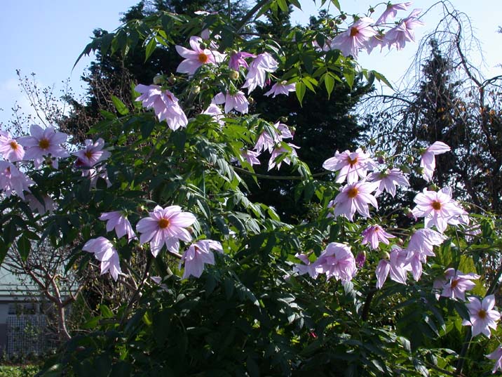 kouteidaria091124-1.JPG 716��537 120K