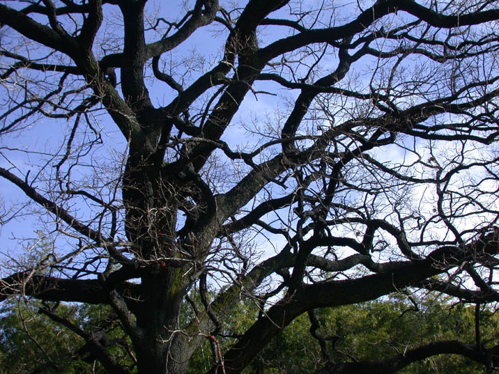 kunugi090125.JPG 716��537 149K