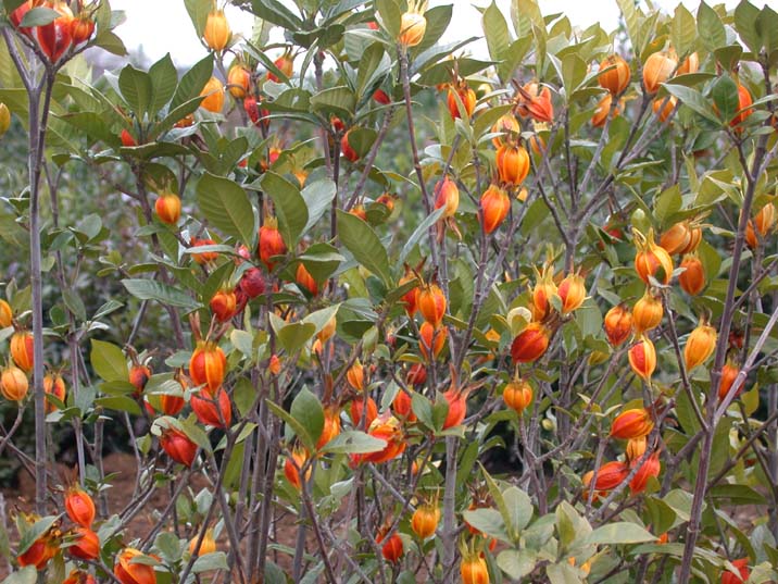 kutinasi091215-1.JPG 716��537 103K