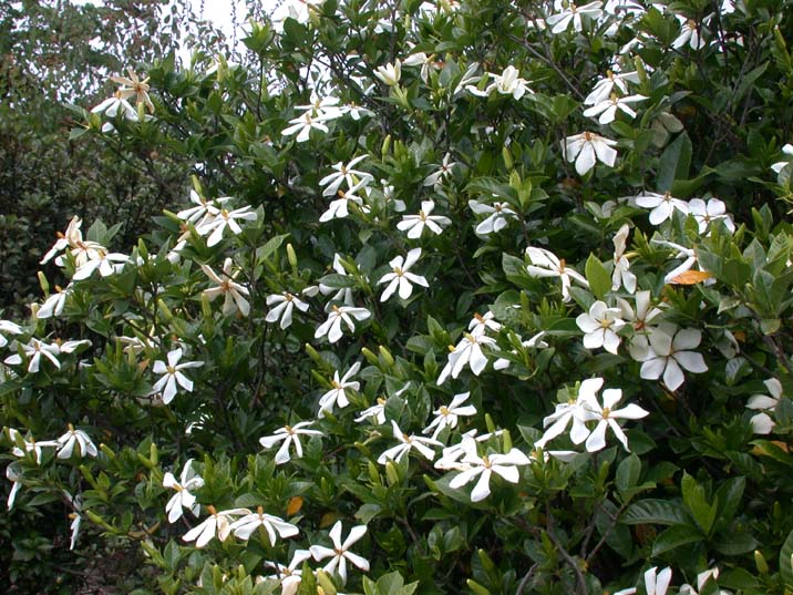 kutinasinohana090615.JPG 716��537 115K