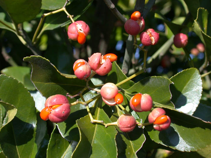 masaki090105.JPG 716��537 75K